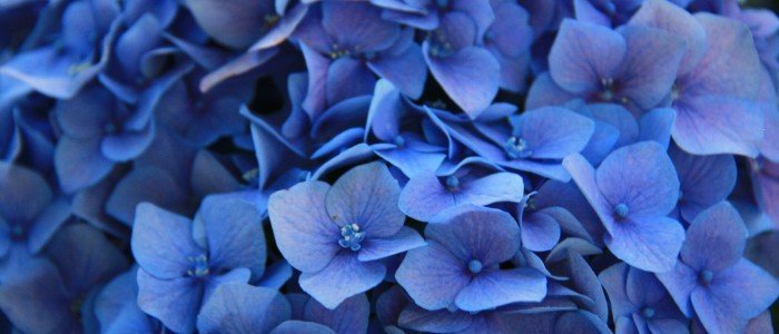 Out of the Blue